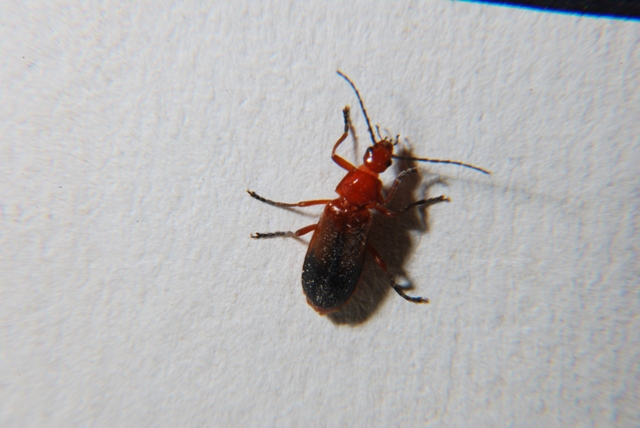 Rhagonycha fulva